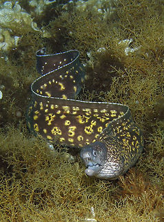 Mediterranean moray