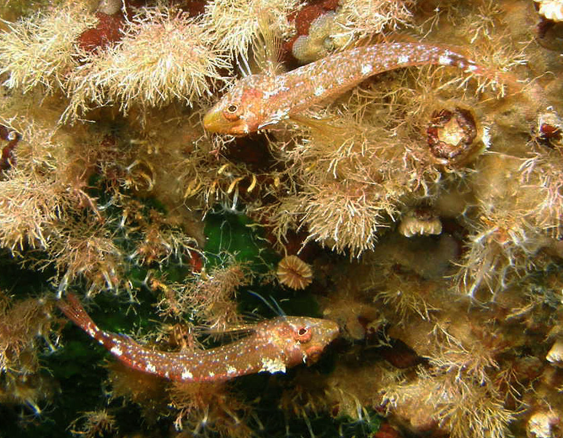 Black-faced Blenny These are females. The male has black face and yellow body. The females are red with white spots.<br />
Spotted in Ustica, Italy. Black-faced blenny,Geotagged,Italy,Spring,Tripterygion delaisi