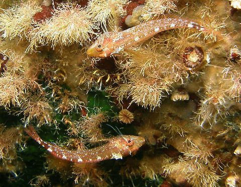 Black-faced Blenny These are females. The male has black face and yellow body. The females are red with white spots.
Spotted in Ustica, Italy. Black-faced blenny,Geotagged,Italy,Spring,Tripterygion delaisi