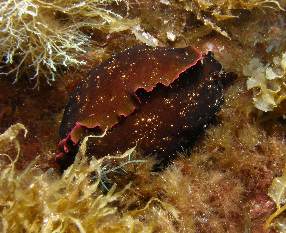 Mottled Sea Hare It was smaller than my hand.<br />
Seen in Ustica, Italy. Aplysia fasciata,Geotagged,Italy,Spring