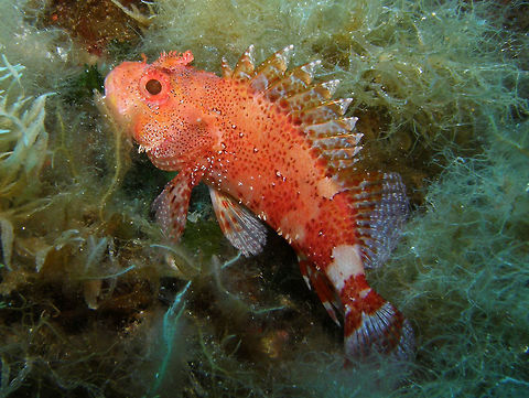 Scorpion Fish - Scorpaena sp. Spotted in Ustica, Italy.    Geotagged,Italy,Madeira rockfish,Scorpaena maderensis,Spring,scorpionfish