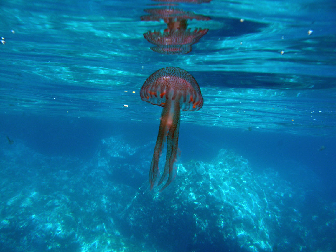 Jellyfish  Floating in the surface waters next to the island.<br />
Ustica, Italy. API,Geotagged,Italy,Pelagia noctiluca,Spring