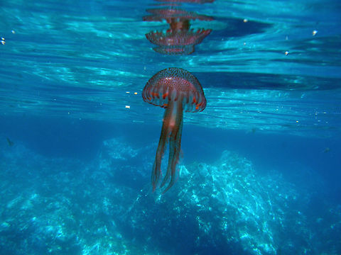 Jellyfish  Floating in the surface waters next to the island.
Ustica, Italy. API,Geotagged,Italy,Pelagia noctiluca,Spring
