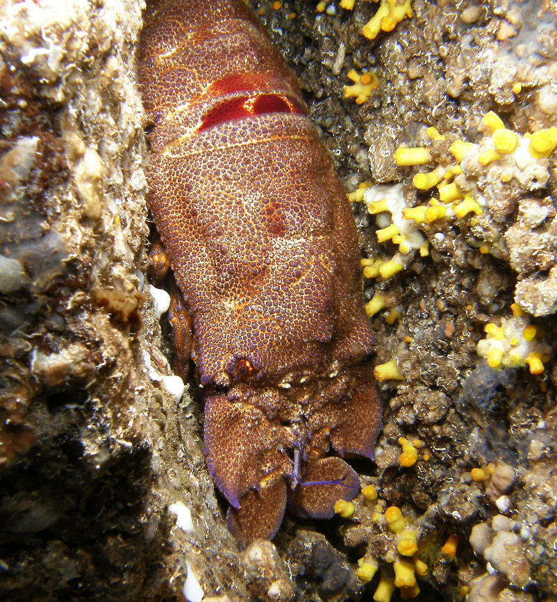 Slipper Lobster Adult These slipper lobsters are common in this part of the Mediterranean Sea.   Geotagged,Italy,Scyllarides latus,Spring