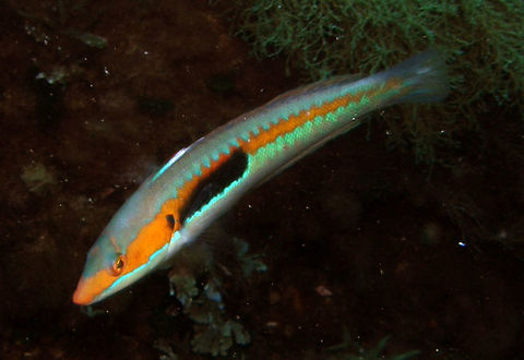 Mediterranean rainbow wrasse In the Mediterranean Sea, the secondary-phase male is green, blue, or brown, with white belly, a dark blue spot over the ventral fin, and a bright orange band on the side, while the smaller primary-phase females and males are brown with yellowish sides and white bellies.     Coris julis,Geotagged,Italy,Mediterranean rainbow wrasse,Spring