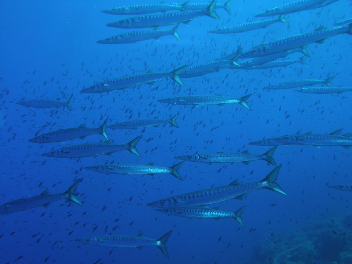 European Barracuda - Sphyraena sphyraena Found in deep seas all over the Mediterranean. Normally in schools rather than separate individuals.<br />
Ustica, Italy.<br />
<a href="http://es.wikipedia.org/wiki/Sphyraena_sphyraena" rel="nofollow">http://es.wikipedia.org/wiki/Sphyraena_sphyraena</a> Geotagged,Italy,Sphyraena sphyraena,Spring,european barracuda
