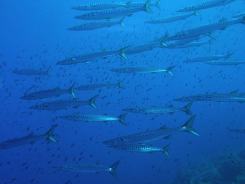 European Barracuda - Sphyraena sphyraena Found in deep seas all over the Mediterranean. Normally in schools rather than separate individuals.
Ustica, Italy.
http://es.wikipedia.org/wiki/Sphyraena_sphyraena Geotagged,Italy,Sphyraena sphyraena,Spring,european barracuda
