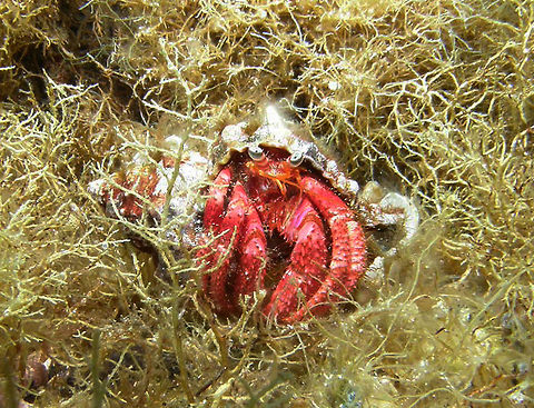 Hermit Crab - Dardanus arrosor http://crust.biota.biodiv.tw/pages/4774  Dardanus arrosor,Geotagged,Hermit Crab,Italy,Spring
