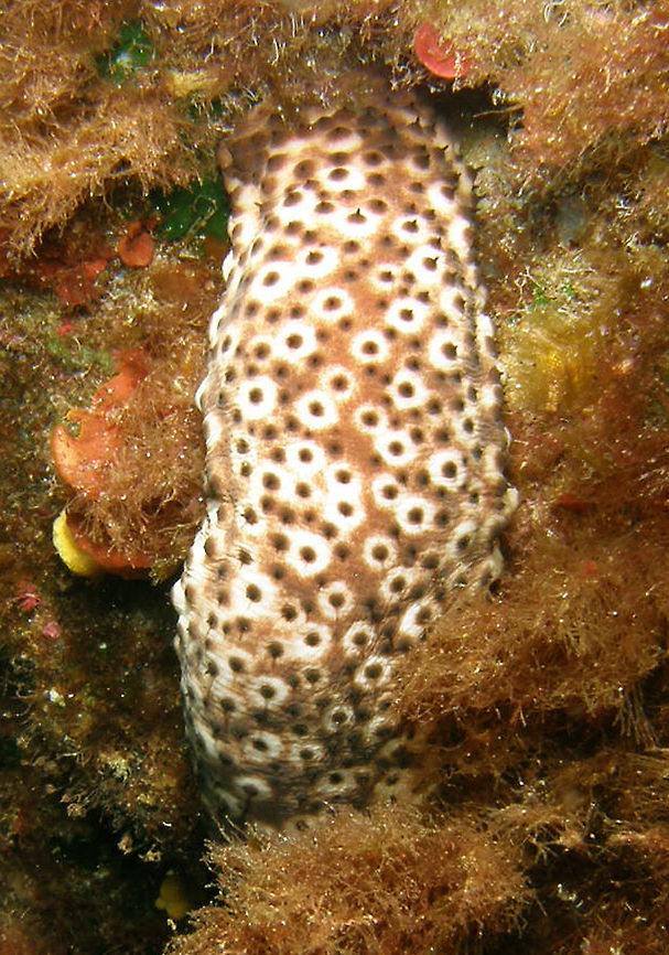 Spotted Sea Cucumber Spotted in Ustica, Italy  Geotagged,Holothuria sanctori,Italy,Spring,sea cucumber