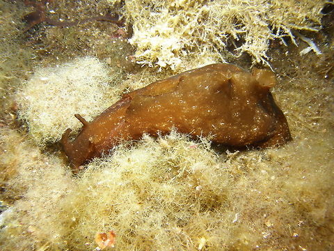Sea Hare Is a big type of sea hare. Must have been around 20 cm. Brown with clearer spots. Head looks really like that of a giant snail. Mediterranean sea beds. Posidonia and alike.



 Aplysia punctata,Geotagged,Italy,Spring