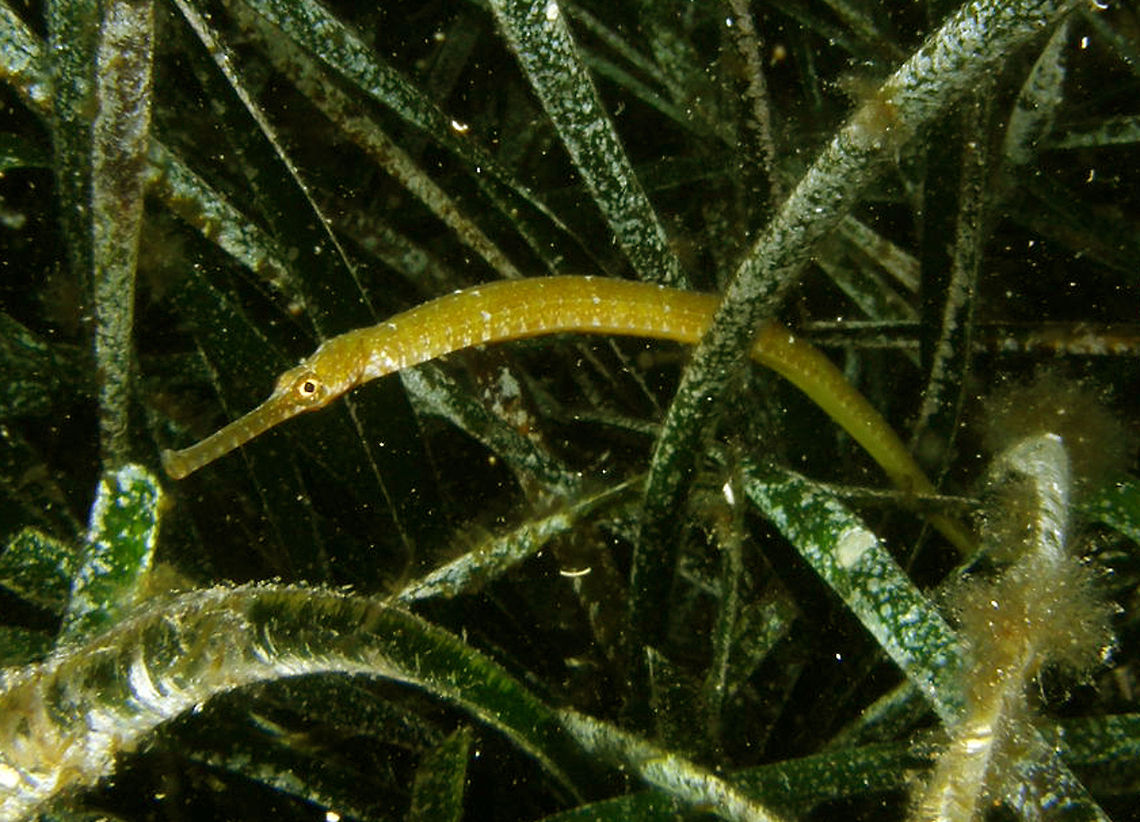 Greater Pipefish - Syngnathus acus Yellow pipe fish. Snout is rather thin. Related to sea horses. Found in a night dive in a seabed of Posidonia.<br />
Ustica, Italy.  Geotagged,Greater pipefish,Italy,Spring,Syngnathus,Syngnathus acus,pipefish