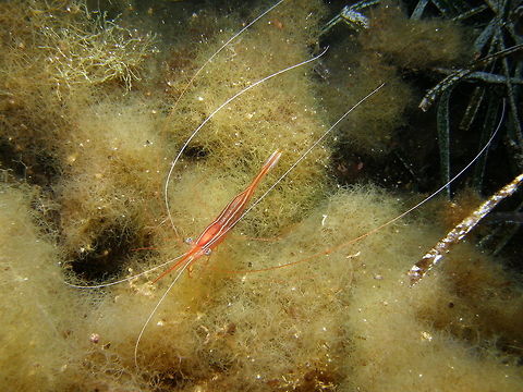 Shrimp I still don&acute;t know the species..any ideas? Geotagged,Italy,Plesionika narval,Spring,shrimp