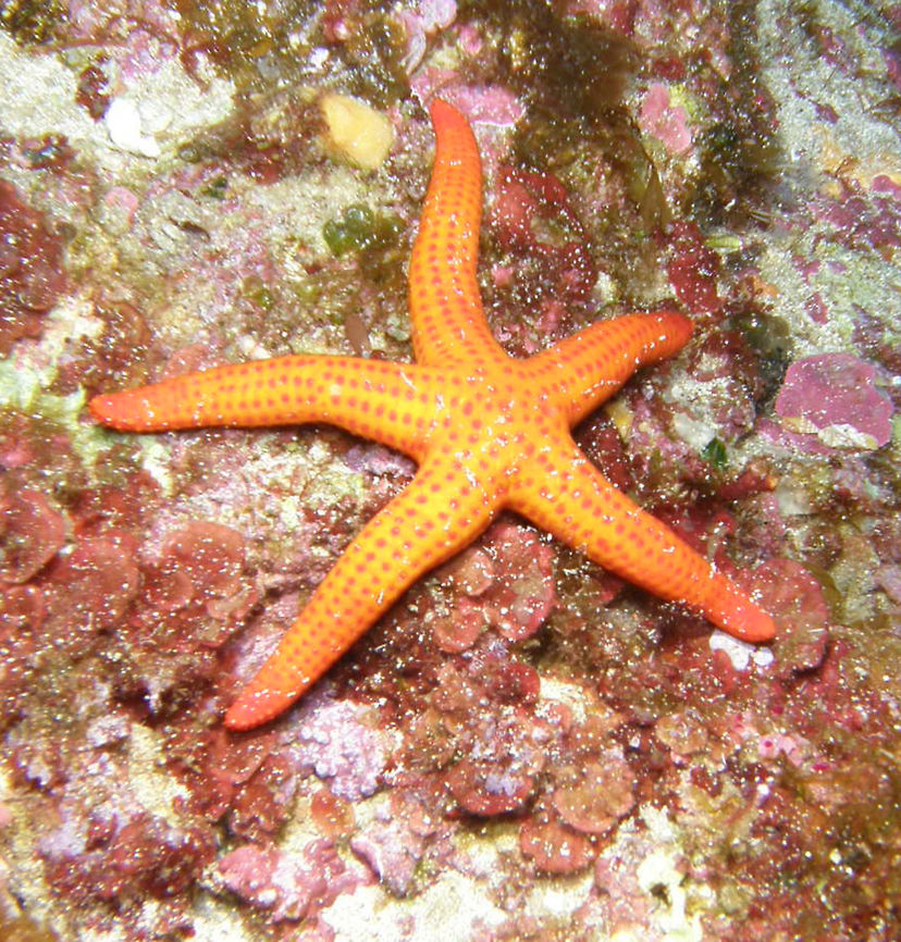 Starfish Still in search for the species ID...any ideas?   Geotagged,Hacelia attenuata,Italy,Spring,Starfish