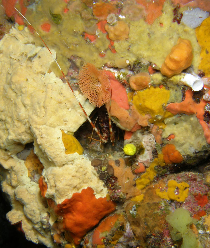 Mediterranean Spiny Lobster This spiny lobster found a very beautiful hideout in a coral and sponge, colofully decorated wall.<br />
Spotted in Ustica, Italy Geotagged,Italy,Palinurus elephas,Spring