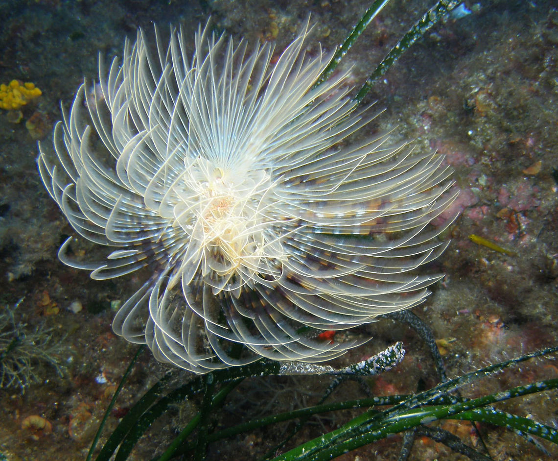 Feather Duster Worm Sabellidae. Te tentacles protrude from a stiff sandy tube and are very sensitive to water movements, detecting predators quickly by hiding back on their tube.<br />
Spotted in Ustica, Italy. Geotagged,Italy,Sabella spallanzanii,Spring,sabella spallanzani