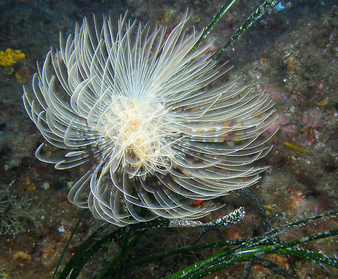 Feather Duster Worm Sabellidae. Te tentacles protrude from a stiff sandy tube and are very sensitive to water movements, detecting predators quickly by hiding back on their tube.
Spotted in Ustica, Italy. Geotagged,Italy,Sabella spallanzanii,Spring,sabella spallanzani