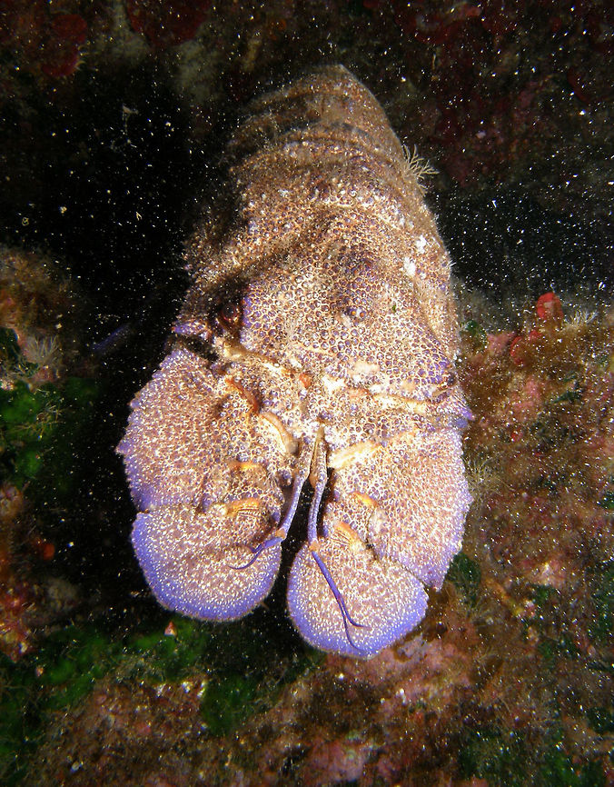 Slipper lobster adult It shws in more detail the purplish edges of the front of these animals.<br />
Ustica, Italy. Geotagged,Italy,Scyllarides latus,Scyllarus pygmaeus,Spring
