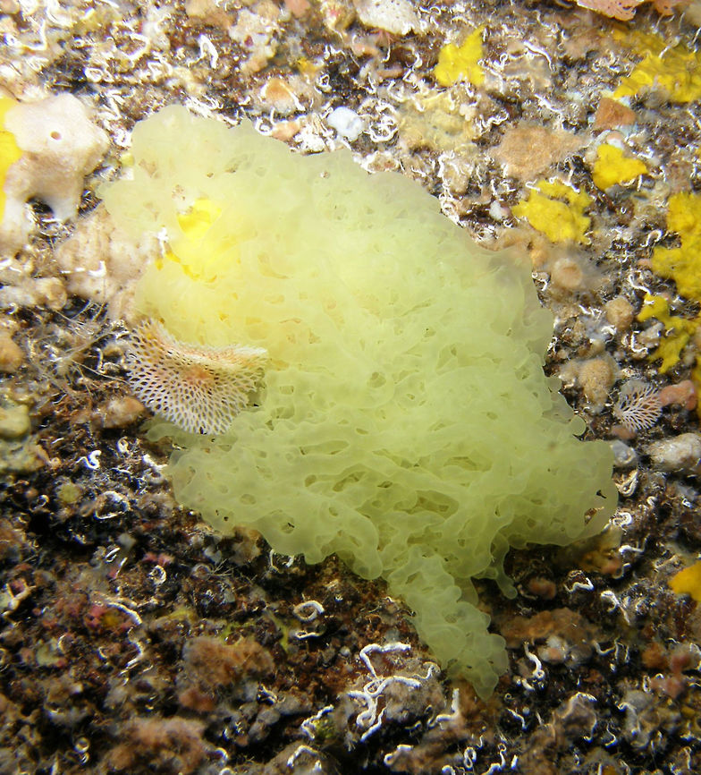 Yellow Network Sponge It looks like a tangled mass of gelatinous tubes. I saw it in Ustica.<br />
 Clathrina clathrus,Geotagged,Italy,Spring