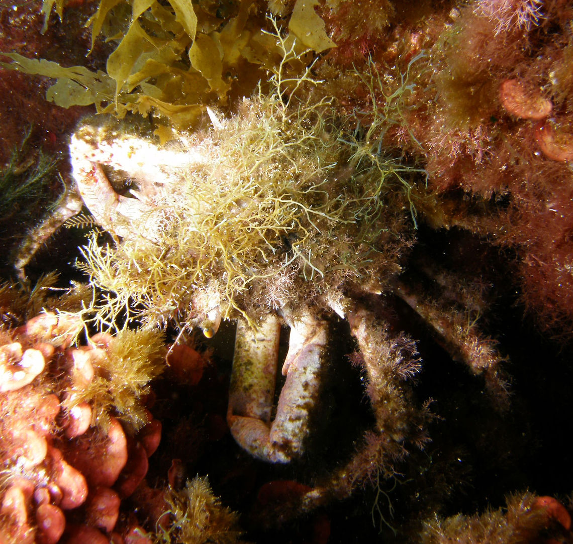 Mediterranean Spider Crab - Maja squinado (Centollo in spanish) Seen in Ustica, Italy. It is a big crab, the carapace bigger than a hand. They are commercially exploited. This one was well disguised with some algae growing on it. Geotagged,Italy,Maja squinado,Spring,crab