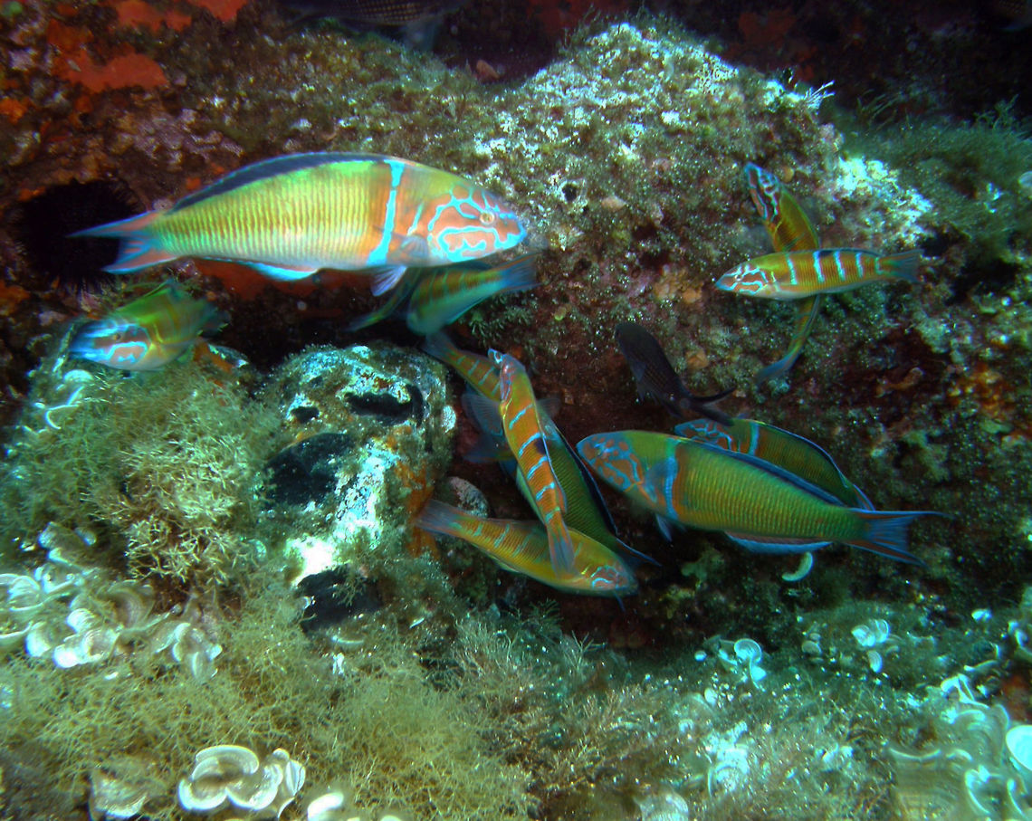 Ornate Wrasse These wrasses are very colorful and common sight in Mediterranean waters. The females are the bigger ones.<br />
Ustica, Italy.  Geotagged,Italy,Ornate wrasse,Spring,Thalassoma pavo