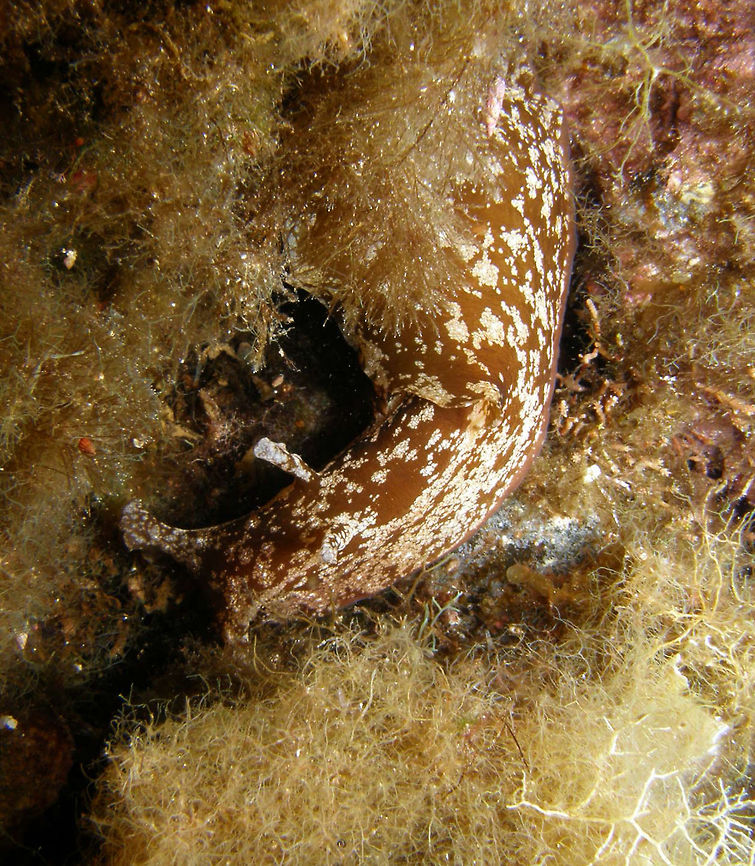 Sea Hare Also duing a night dive. With a darker brownish color and more drastic white spotted.<br />
Ustica, Italy.   Aplysia punctata,Geotagged,Italy,Spring
