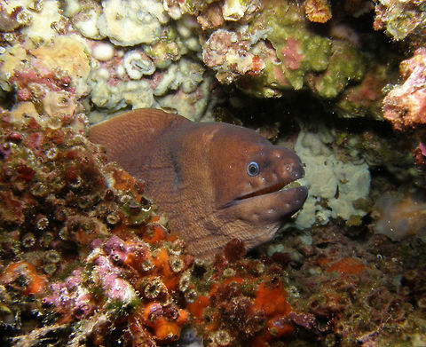 Brown Moray This spotting was made in the back side of the mountains of Serra Gelada, between Benidorm and Altea (Alicante, Spain).
It was selected for show in Nat Geo Creative:
http://www.natgeocreative.com/photography/martarubiotexeira    Fall,Geotagged,Gymnothorax unicolor,Spain