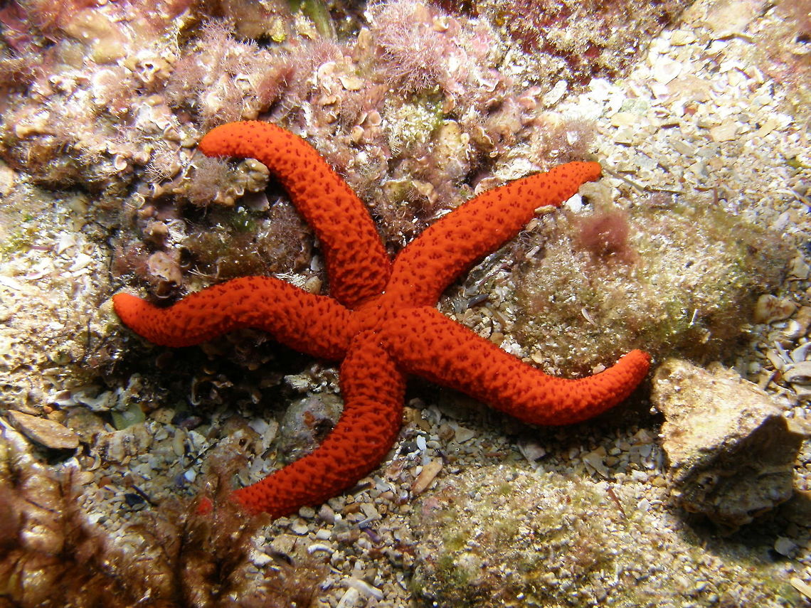 Red Sea Star A medium-sized, bright orange-red starfish with five slender tapering arms and a small disc. The surface of the body is soapy in texture, with regular indentations, from which groups of dark red papullae (gill structures) can be extended. The maximum diameter of Echinaster sepositus reaches 20 cm.<br />
Spotted in the waters behind Serra Gelada, between Altea and Benidorm, Alicante (Spain). Echinaster sepositus,Geotagged,Spain,Summer