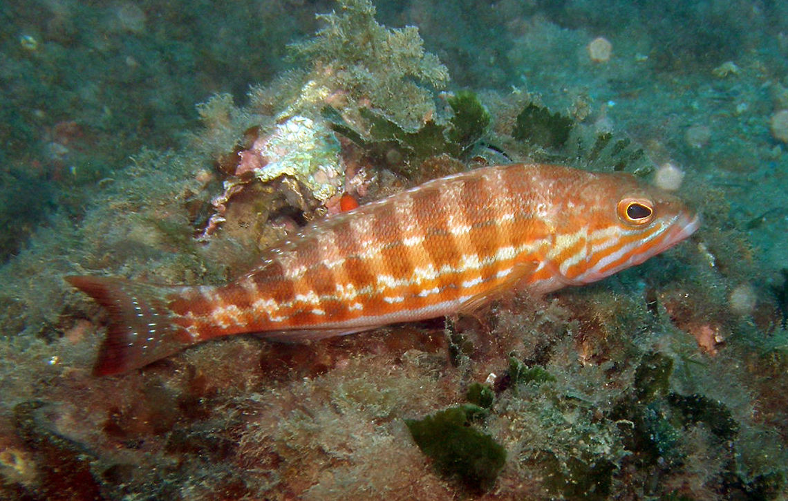 Comber Is a yellowish-grey or reddish fish, with 7-9 brown vertical bands on upper part and a few yellow or orange longitudinal lines on sides of head. Size: to 40 cm<br />
Habitat: benthic on the shelf and upper slope to about 500 m, on rocks, Posidonia beds, sandy and muddy bottoms.  Geotagged,Serranus cabrilla,Spain,Summer