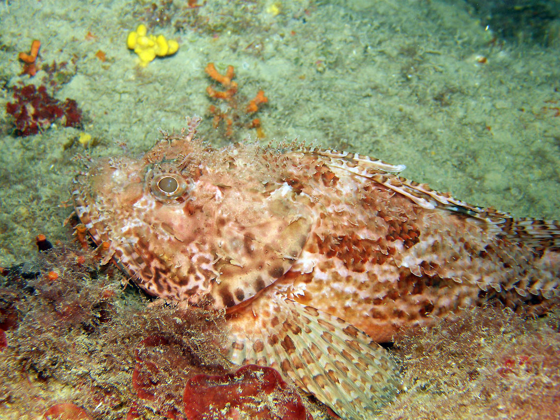 Red Scorpionfish Colouration ranges from brick-red to a light pink, and it has dark coloured blotches on its body. It has venomous spines, can achieve a maximum weight of approximately 3 kg. Size between 30-50 cm. Geotagged,Scorpaena scrofa,Spain,Summer