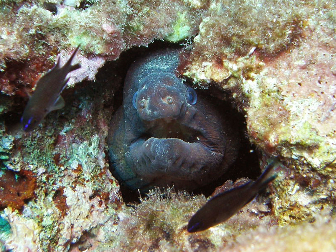 Mediterranean moray Hidden in her hole, adult.     Geotagged,Mediterranean moray,Muraena helena,Spain,Summer