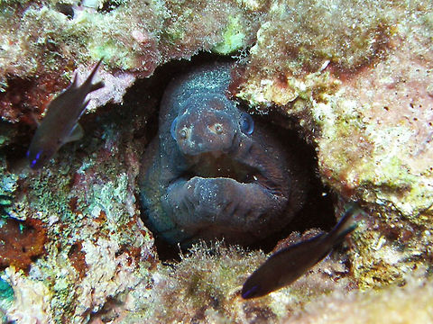 Mediterranean moray Hidden in her hole, adult.     Geotagged,Mediterranean moray,Muraena helena,Spain,Summer