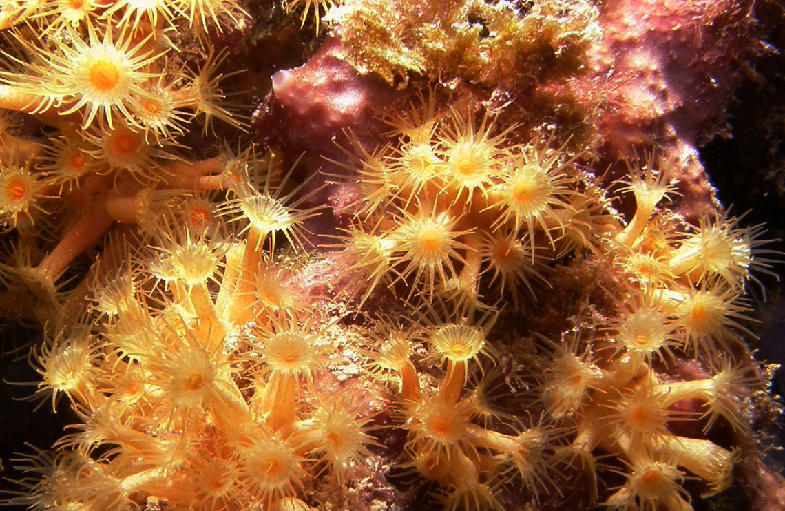 Yellow Cluster Anemone The Parazoanthus corals have soft bodies covered with a leathery skin, called the cuticle, which gives them protection. The bodies are usually fluted and they have long, thin tentacles. Their colors can be yellow, golden, orange, yellow-brown, or green-brown, and with some being dark red or wine colored. Their color will often contrasts with the color of their host organism, most likely to prevent predation. <br />
Spotted in the back of Serra Gelada, between Altea and Benidorm, Alicante (Spain).       Parazoanthus axinellae,Yellow Cluster Anemone