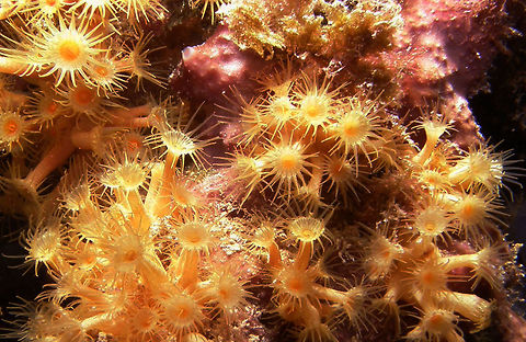 Yellow Cluster Anemone The Parazoanthus corals have soft bodies covered with a leathery skin, called the cuticle, which gives them protection. The bodies are usually fluted and they have long, thin tentacles. Their colors can be yellow, golden, orange, yellow-brown, or green-brown, and with some being dark red or wine colored. Their color will often contrasts with the color of their host organism, most likely to prevent predation. 
Spotted in the back of Serra Gelada, between Altea and Benidorm, Alicante (Spain).       Parazoanthus axinellae,Yellow Cluster Anemone