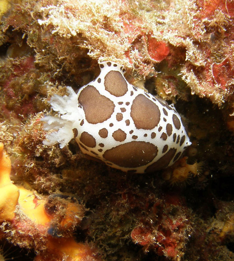Vaquita Marina Suiza Its name is due to its white color with brown spots (Swiss Marine Cow). Very common in this area of the Mediterranean waters of Spain.  Fall,Geotagged,Peltodoris atromaculata,Spain