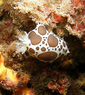 Vaquita Marina Suiza Its name is due to its white color with brown spots (Swiss Marine Cow). Very common in this area of the Mediterranean waters of Spain.  Fall,Geotagged,Peltodoris atromaculata,Spain
