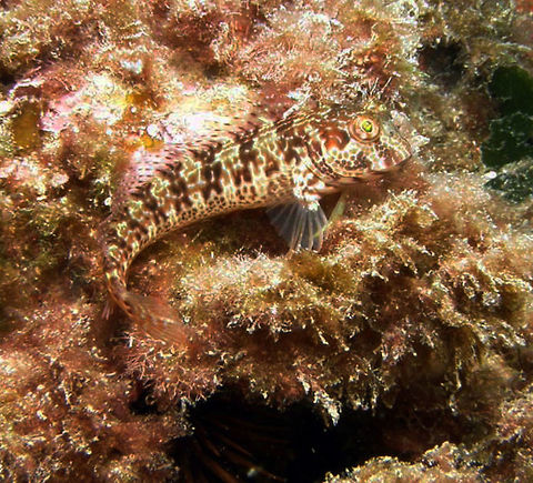 Ringneck Blenny It has dorsal spines and a body with up to 9 dusky bands above and dark spots below; sometimes pale with irregular dusky marks; 2 dark bands on underside of head; pectorals pale to dusky pale in color; dorsal fin dusky or with many spots. Found in rocky shores.       Fall,Geotagged,Parablennius pilicornis,Ringneck blenny,Spain