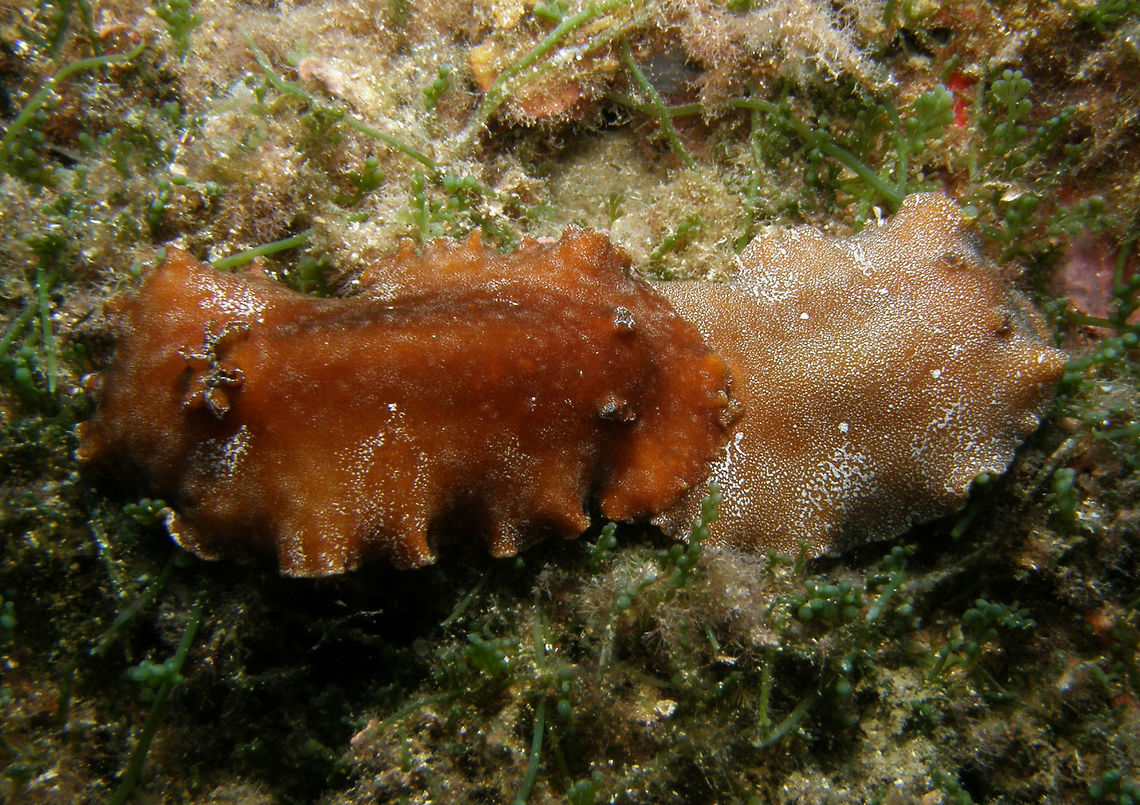 Platydoris argo Grows to approximately 8cm. Typical platydorid with very flattened body, oval mantle with broad mantle and hard granular texture.<br />
<a href="http://www.seaslugforum.net/find/platargo" rel="nofollow">http://www.seaslugforum.net/find/platargo</a> Fall,Geotagged,Platydoris argo,Spain