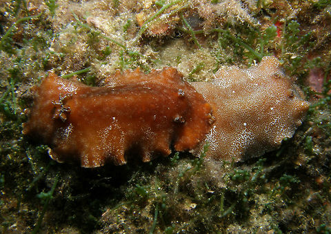 Platydoris argo Grows to approximately 8cm. Typical platydorid with very flattened body, oval mantle with broad mantle and hard granular texture.
http://www.seaslugforum.net/find/platargo Fall,Geotagged,Platydoris argo,Spain