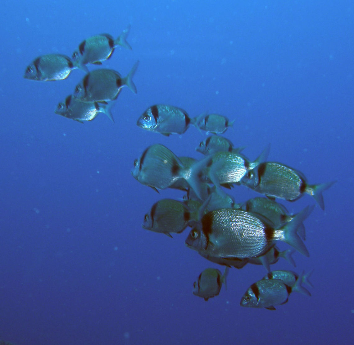 Two-Banded Seabream Diplodus vulgaris can reach a length of about 45 cm and weight of 1.3 kg. Body is generally grey-silver, with two well-defined vertical black bands, one close to the gills and one in the rear of the body, just before the base of the caudal fin. Another black stripe, less pronounced, is present near the eyes. There are golden lines along the body, typically on the back. Lips are rather thick. In each jaw there are 8 narrow, light-brownish incisors.  Diplodus vulgaris,Fall,Geotagged,Spain
