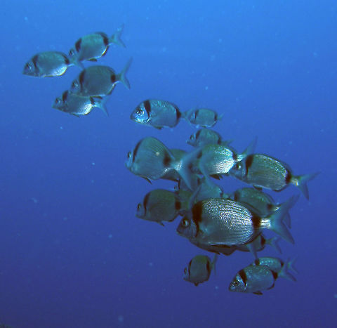 Two-Banded Seabream Diplodus vulgaris can reach a length of about 45 cm and weight of 1.3 kg. Body is generally grey-silver, with two well-defined vertical black bands, one close to the gills and one in the rear of the body, just before the base of the caudal fin. Another black stripe, less pronounced, is present near the eyes. There are golden lines along the body, typically on the back. Lips are rather thick. In each jaw there are 8 narrow, light-brownish incisors.  Diplodus vulgaris,Fall,Geotagged,Spain