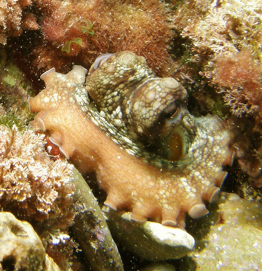 Common Octopus An adult specimen, hiding within the rocks.<br />
La Pileta, next to the Islnd of Benidorm, Alicante (Spain).   Common octopus,Geotagged,Octopus vulgaris,Spain,Summer