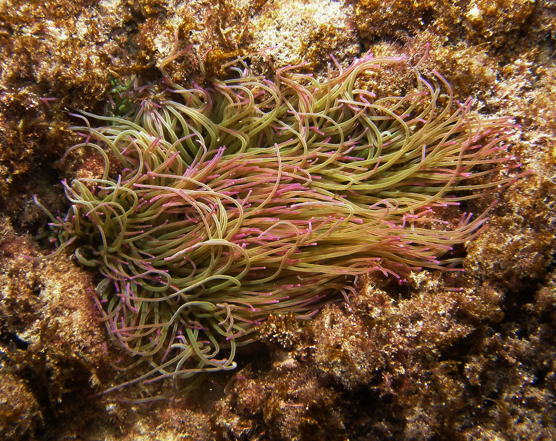 Snakelocks Anemone - Anemonia viridis/sulcata Green with pink tipped-tentacles.<br />
<a href="http://animaldiversity.org/accounts/Anemonia_viridis/" rel="nofollow">http://animaldiversity.org/accounts/Anemonia_viridis/</a> Anemonia viridis,Fall,Geotagged,Snakelocks anemone,Spain