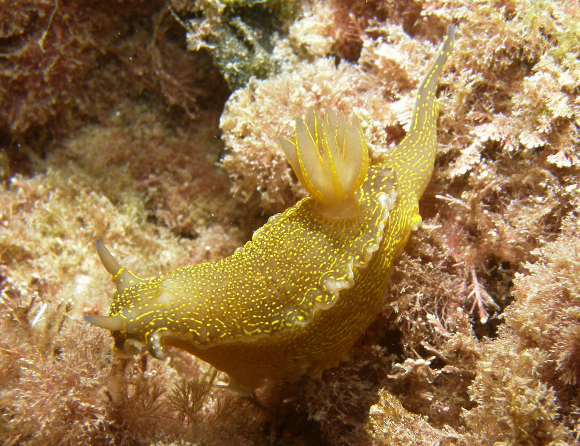 Felimare picta Is a nudibranch variable in background color, spotted and lined with yellow.<br />
Found in a rocky shoreline. Villajoyosa, Alicante (Spain). Fall,Felimare picta,Geotagged,Spain