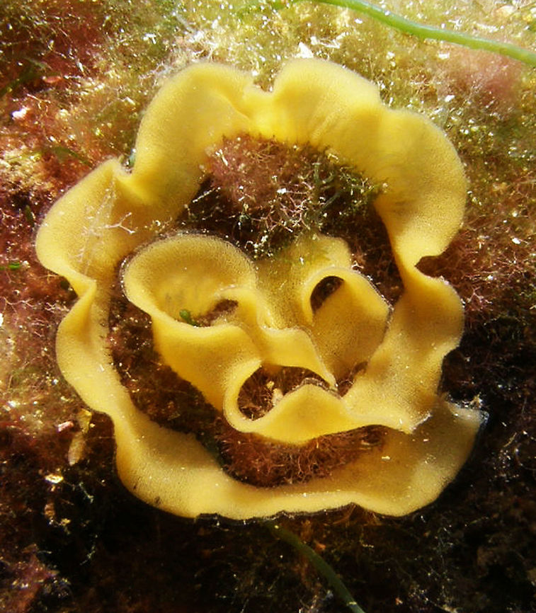 Nudibranch Eggs - Platydoris argo Dorid nudibranchs lay their eggs in flat ribbons attached to rocks or other objects. Fall,Geotagged,Platydoris argo,Spain,nudibranch eggs