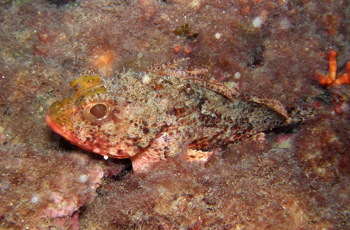 Small red scorpionfish Seen in Isla Mitjana, Alicante. Geotagged,Scorpaena notata,Small red scorpionfish,Spain,Summer