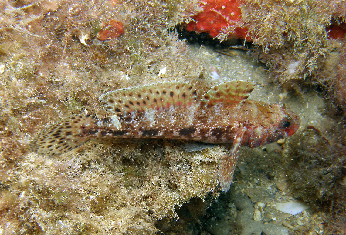 Red-mouthed Goby Up to 18 cm long.  Colour: mottled reddish-brown with larger dark blotches along lateral midline and more or less distinct smaller series below; lips and cheeks with vivid red markings. Geotagged,Gobius cruentatus,Red-mouthed goby,Spain,Summer