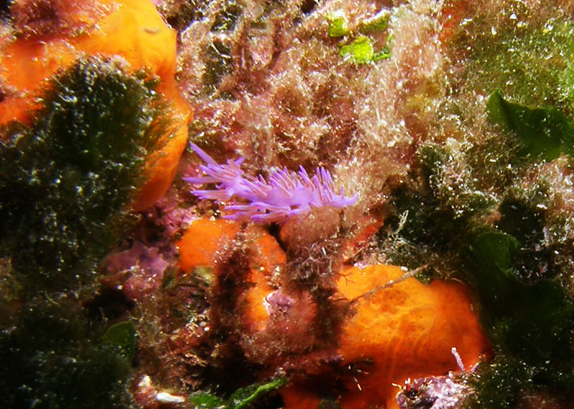 Flabellina affinis Island of Benidorm, Alicante (Spain). Fall,Flabellina affinis,Geotagged,Spain