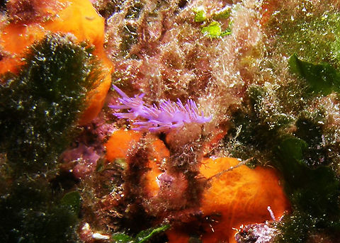 Flabellina affinis Island of Benidorm, Alicante (Spain). Fall,Flabellina affinis,Geotagged,Spain