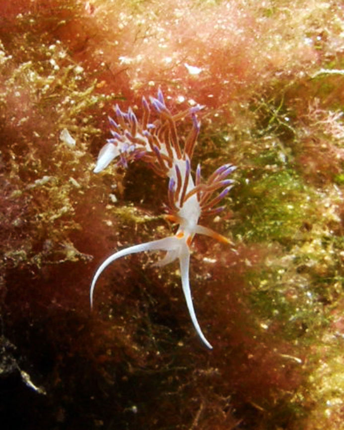 Pilgrim Hervia The pilgrim hervia is small aeolid sea slug, its average size is between 3 to 5 cm. The body is thin and slender, with a long sharply pointed tail. Its body coloration is milky white with 8 to 10 clusters of dorsal cerata which can be bright red, purple, brown or blue, with the tips coloured in luminescent blue. Those cerata act like gills, and each one contains a terminal outgrowth of the digestive gland, a diverticulum. The head, which is the same colour as the body, has a pair of bright orange rhinophores, and with two whitish long buccal tentacles, which look like like horns. Cratena,Cratena peregrina,Fall,Geotagged,Spain