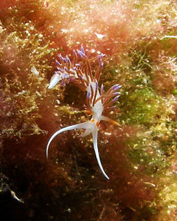 Pilgrim Hervia The pilgrim hervia is small aeolid sea slug, its average size is between 3 to 5 cm. The body is thin and slender, with a long sharply pointed tail. Its body coloration is milky white with 8 to 10 clusters of dorsal cerata which can be bright red, purple, brown or blue, with the tips coloured in luminescent blue. Those cerata act like gills, and each one contains a terminal outgrowth of the digestive gland, a diverticulum. The head, which is the same colour as the body, has a pair of bright orange rhinophores, and with two whitish long buccal tentacles, which look like like horns. Cratena,Cratena peregrina,Fall,Geotagged,Spain